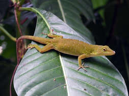 Imagem de Anolis biporcatus (Wiegmann 1834)