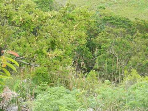 Image of Common hook-thorn Acacia