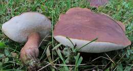 Sivun Tylopilus ferrugineus (Frost) Singer 1947 kuva