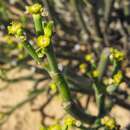 صورة Euphorbia ephedroides E. Mey. ex Boiss.