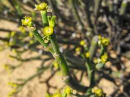 Image of Euphorbia ephedroides E. Mey. ex Boiss.