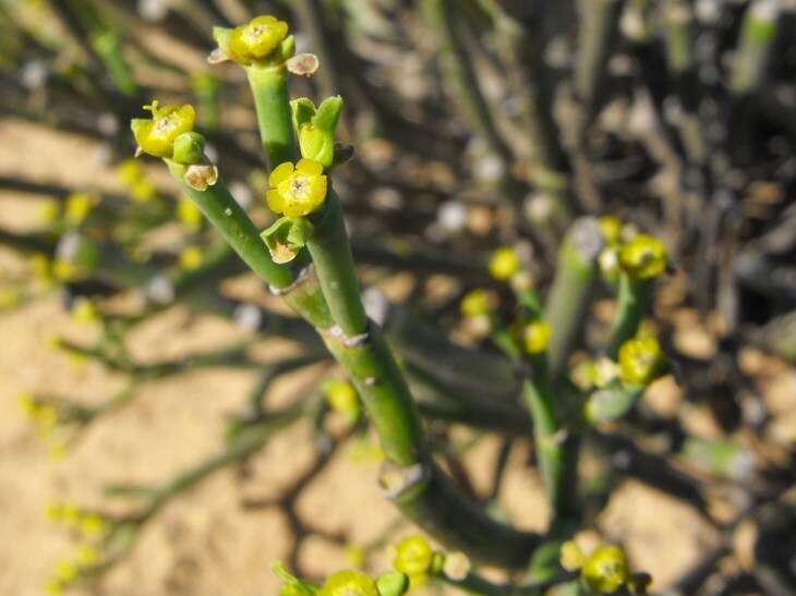 Image of Euphorbia ephedroides E. Mey. ex Boiss.