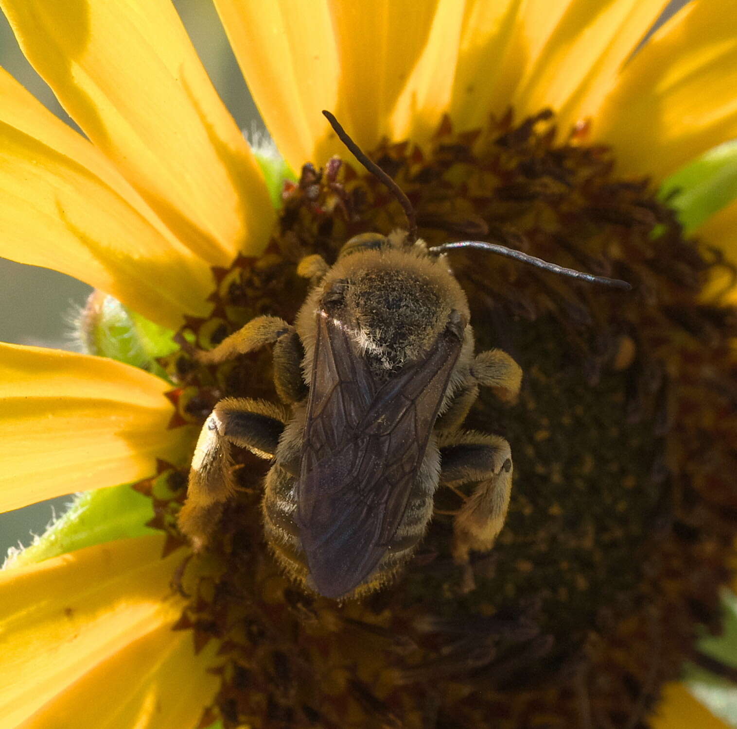 Imagem de Svastra obliqua obliqua (Say 1837)