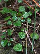 Image of Nertera dichondrifolia (A. Cunn.) Hook. fil.