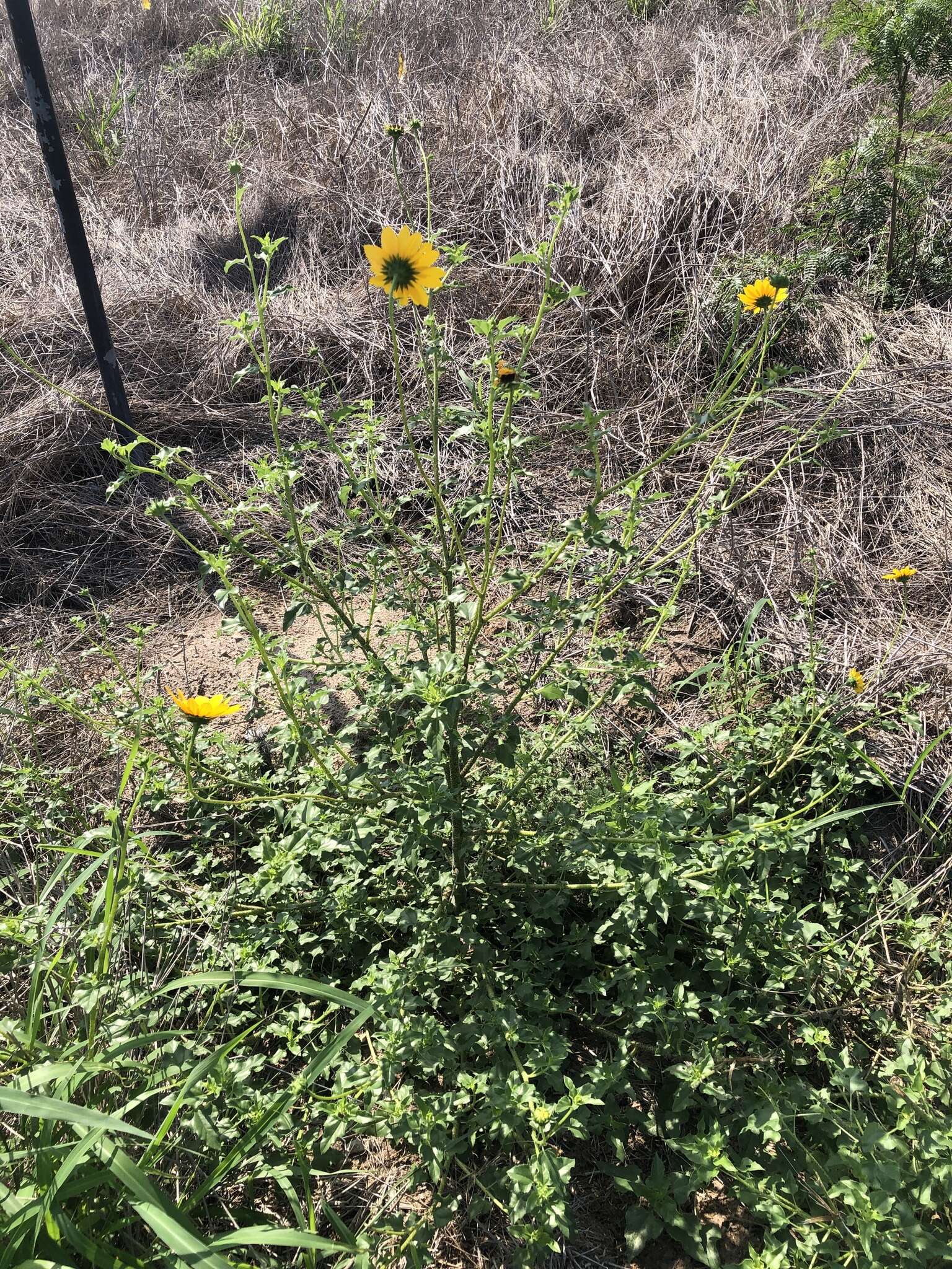 Image of Texas sunflower