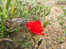 Image of Drosanthemum lavisii L. Bol.