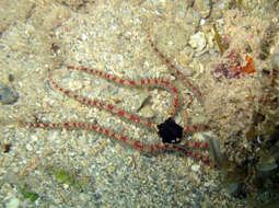 صورة Ophiomastix elegans (Peters 1851)