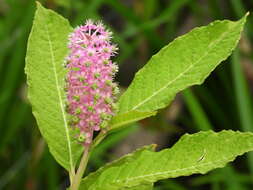 Image of Phytolacca polyandra Batalin