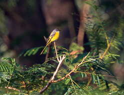 Image of Long-tailed Minivet