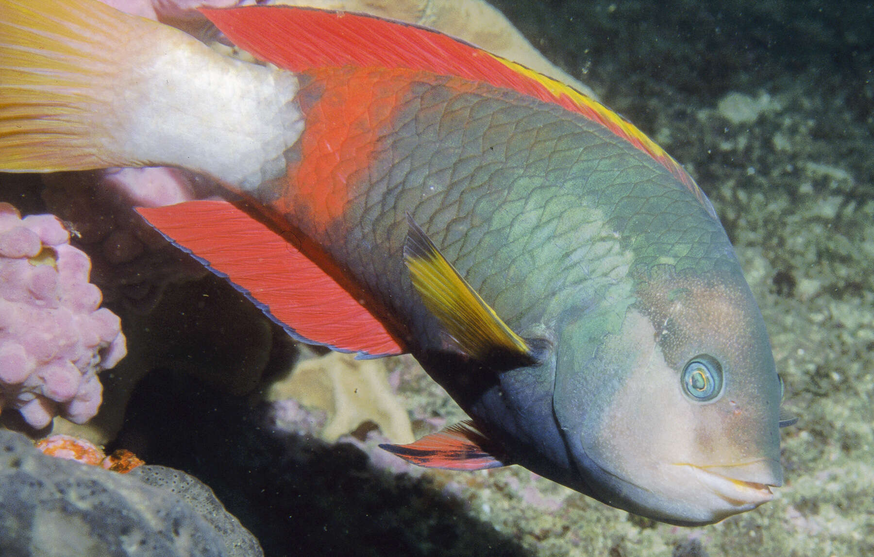 Image of Crimson banded wrasse