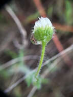 Image de Erigeron pumilus Nutt.