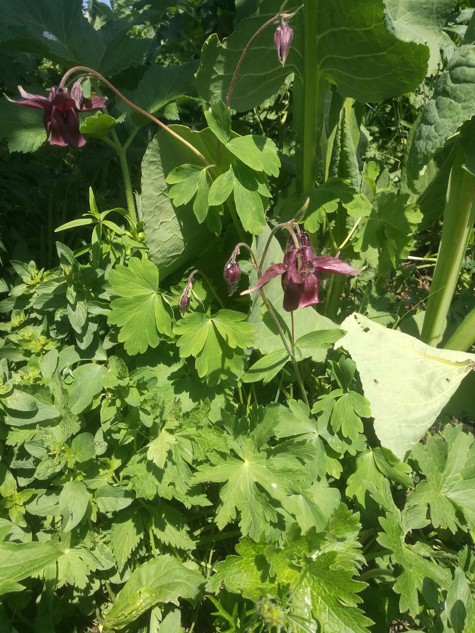 Image of Aquilegia atrovinosa M. Pop. ex Gamajun.