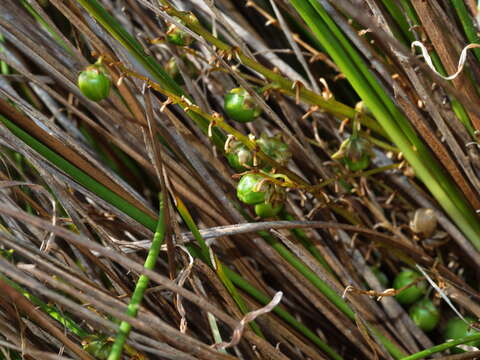 Image of Dianella brevicaulis (Ostenf.) G. W. Carr & P. F. Horsfall