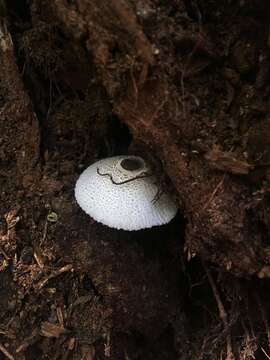 Image of Leucocoprinus brebissonii (Godey) Locq. 1943