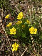 Image of plantainleaf buttercup