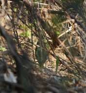 Image of African Pitta