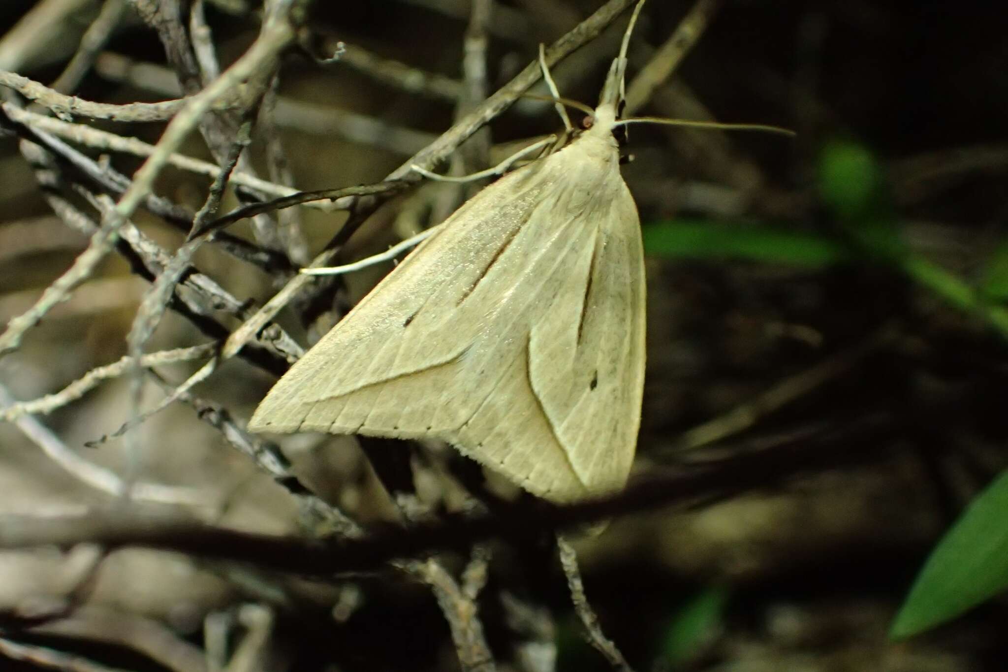 Image of Samana falcatella Walker 1863