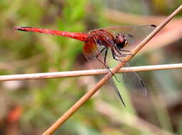 Image of Russet Dropwing