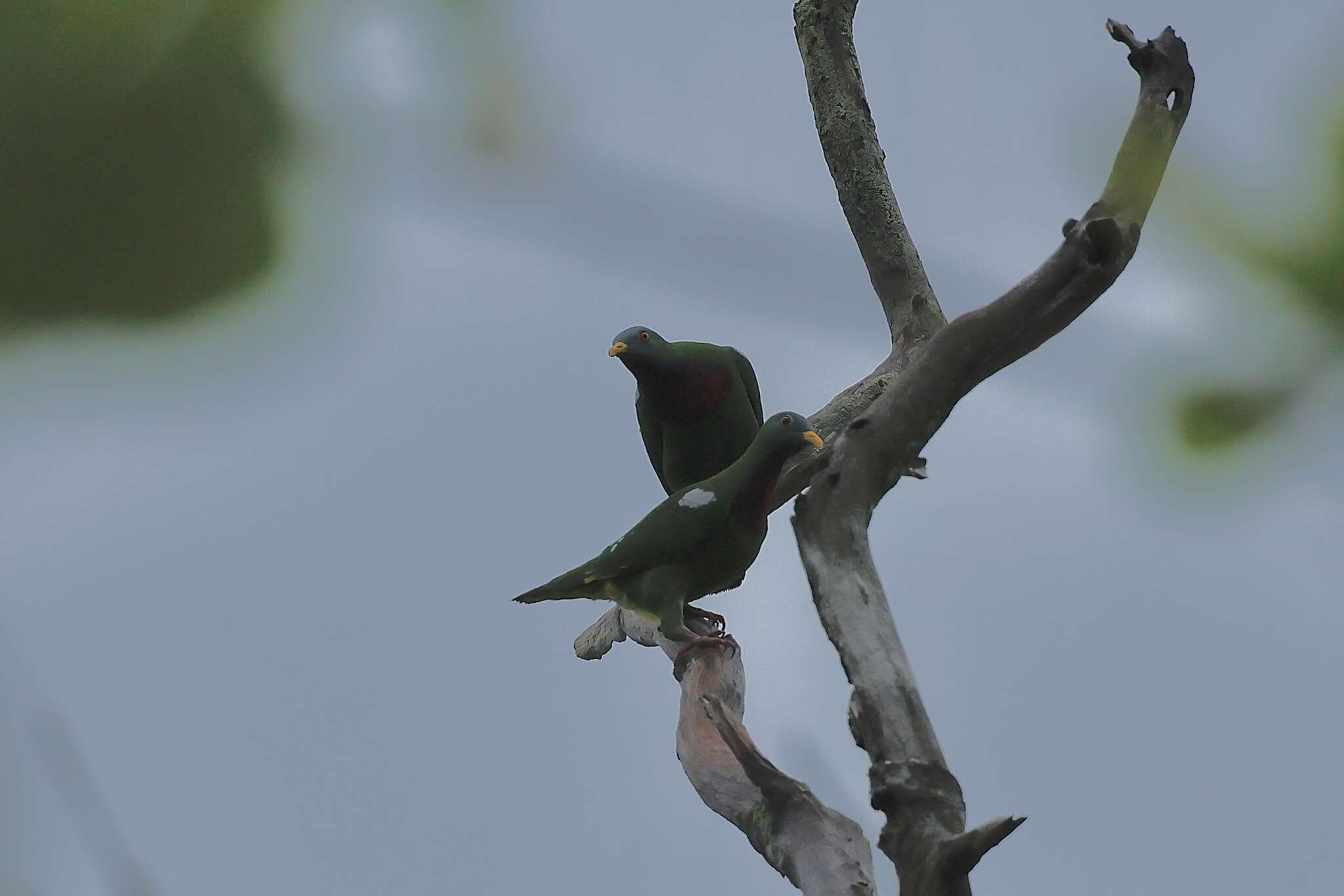 Image of Claret-breasted Fruit Dove