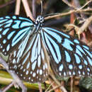 Image of Ideopsis vulgaris contigua Talbot 1939