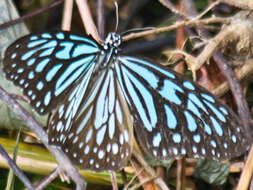 Image of Ideopsis vulgaris contigua Talbot 1939