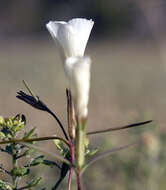 Image of Linanthus maricopensis J. M. Porter & R. Patt.