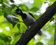 Image of White-tailed Jay