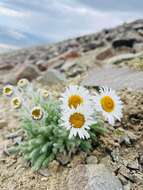 Image de Tanacetum lanuginosum Sch. Bip. & Herd.