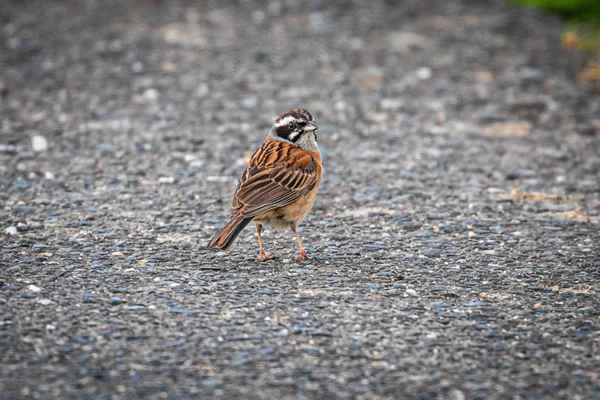 Emberiza cioides ciopsis Bonaparte 1850的圖片