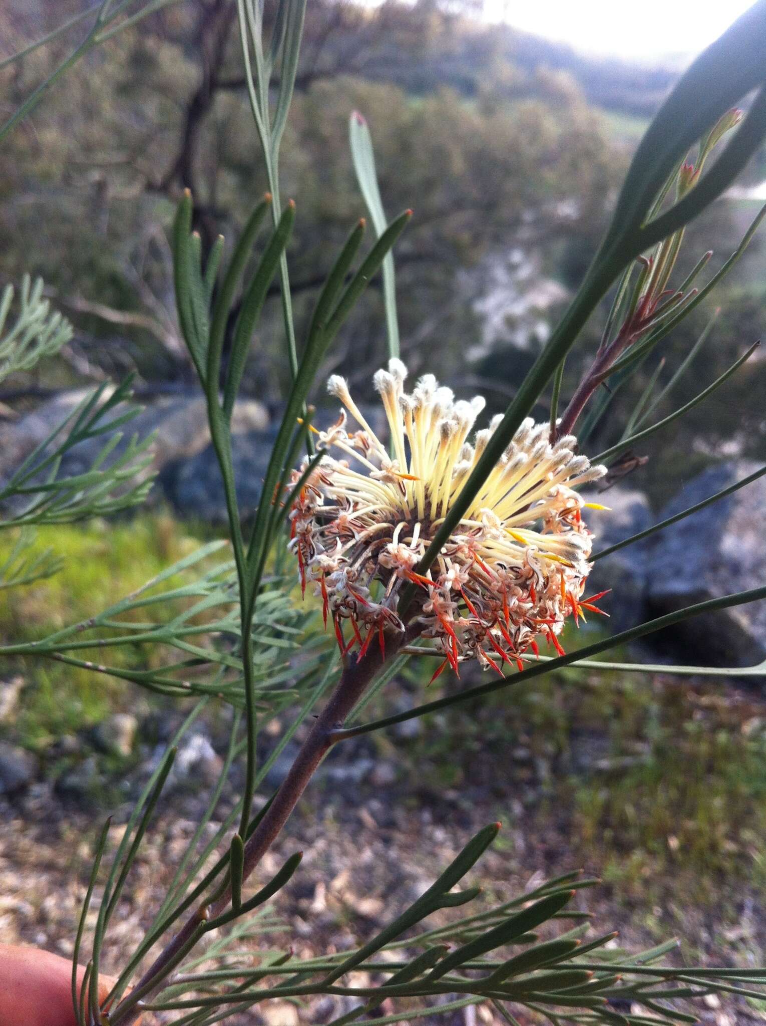 Imagem de Isopogon dawsonii R. T. Baker