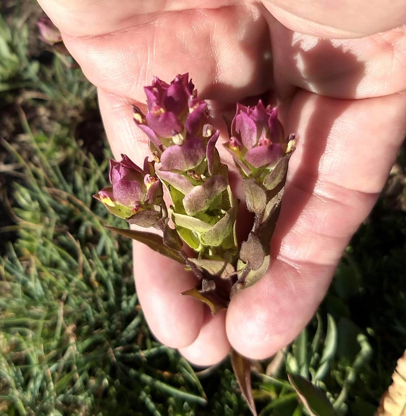 Image of mountain owl's-clover