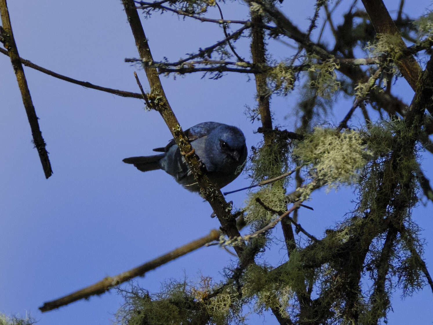 Image of Blue-and-black Tanager