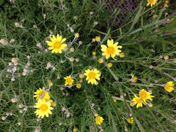 Image of Common Woolly Sunflower