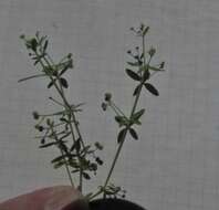 Galium tinctorium L. resmi