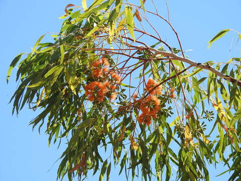 Image of Eucalyptus phoenicea F. Müll.