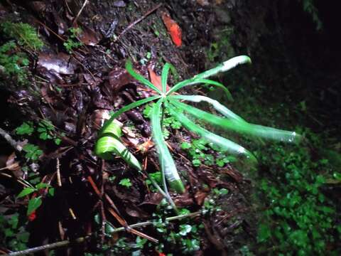 Image of Arisaema consanguineum Schott