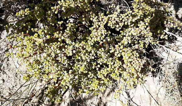 Imagem de Pilea serpyllacea (Kunth) Liebmann