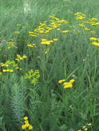 Tanacetum millefolium (L.) Tzvel. resmi