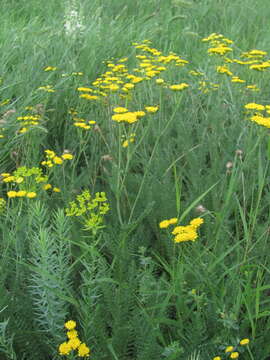 Image of Tanacetum millefolium (L.) Tzvel.