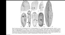 Image of Cardiostomatella mononucleata Dragesco 1960