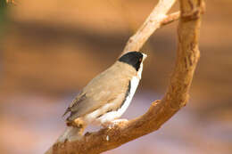 Image of Black-capped Social Weaver