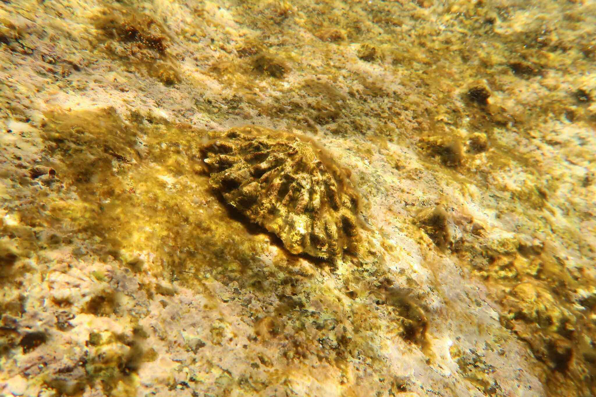 Image of ribbed Mediterranean limpet