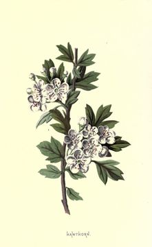 Image of <i>Crataegus oxyacantha</i>