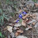 Imagem de Salvia unicostata Fernald