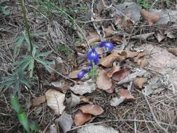 Imagem de Salvia unicostata Fernald