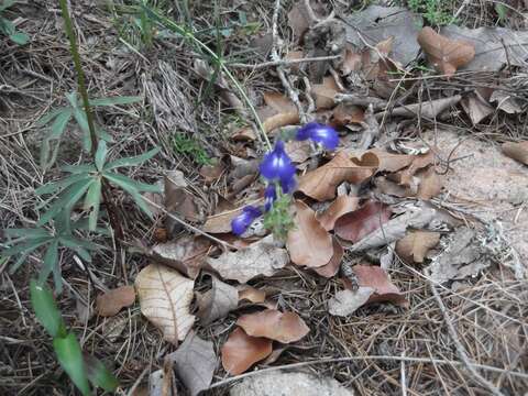 Image of Salvia unicostata Fernald