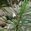 Plancia ëd Leichhardtia ericoides (Schltr.) Bullock