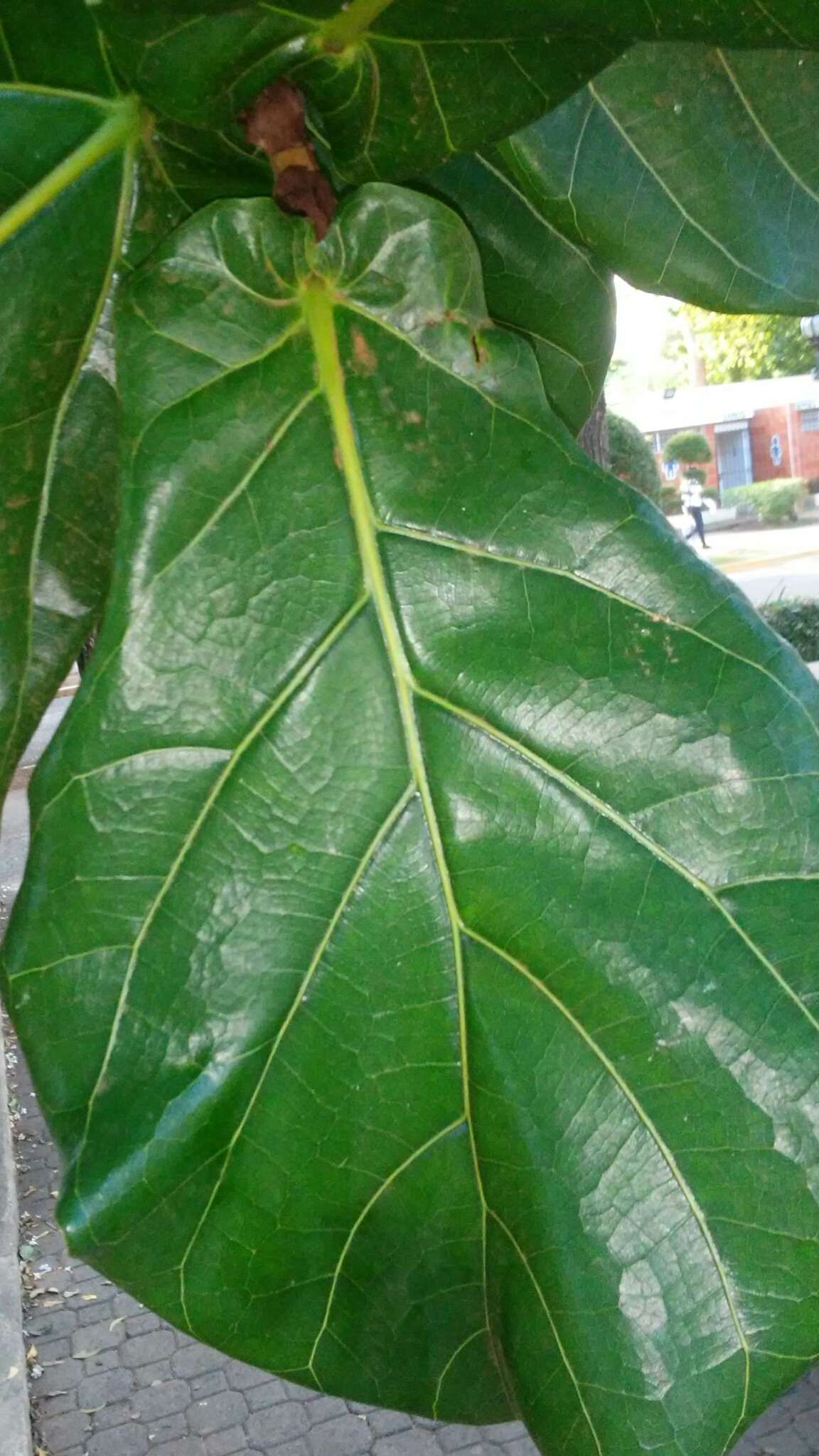 Image of fiddle-leaf fig