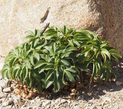 Image of Corsican hellebore