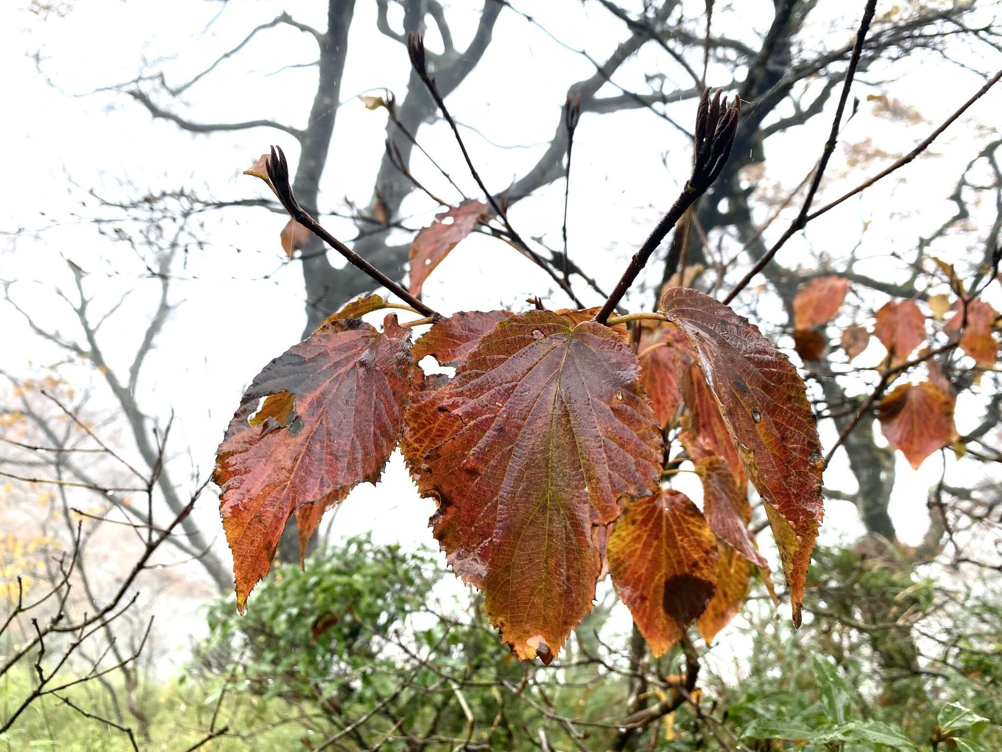 Image de Viburnum furcatum Bl. ex Hook. fil. & Thoms.